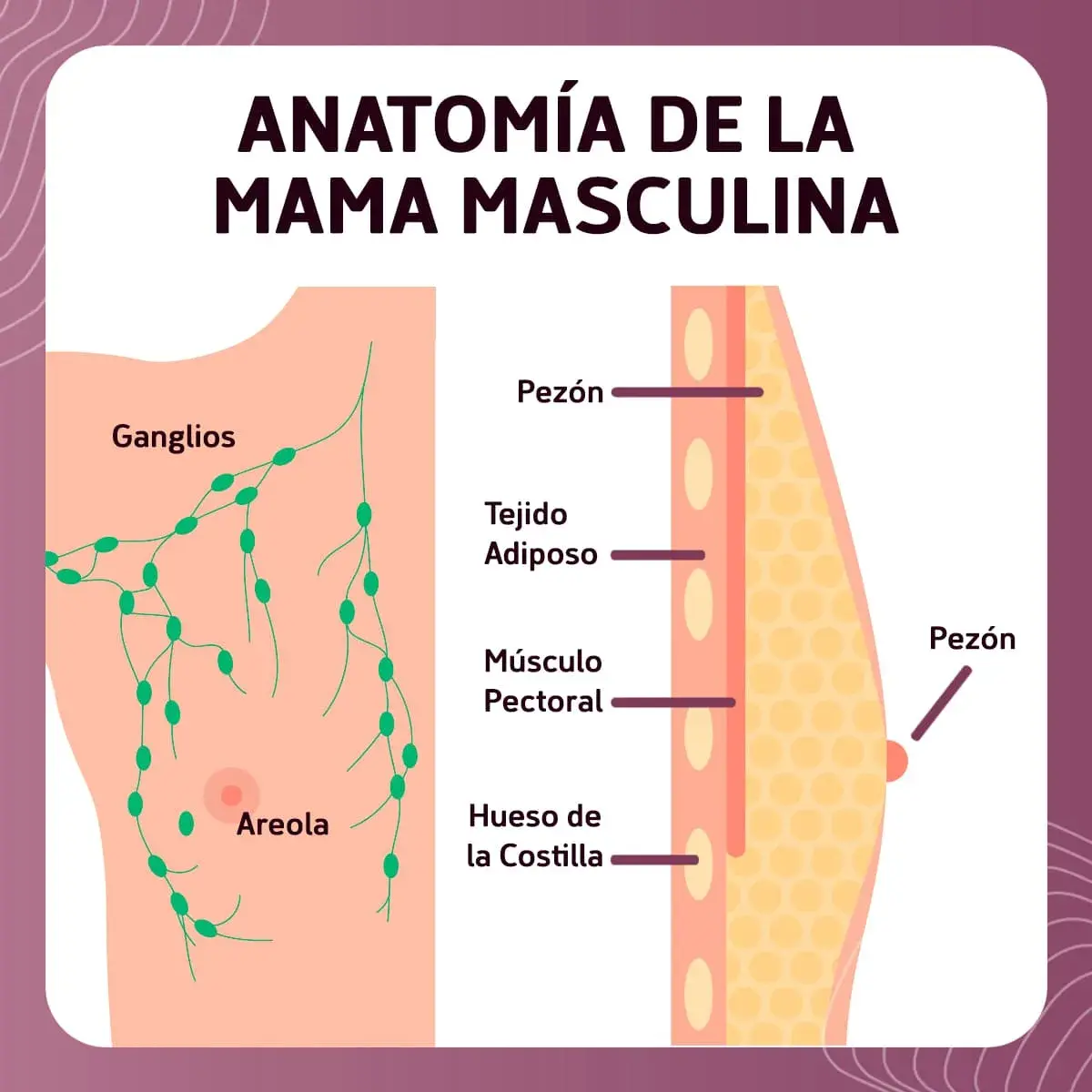 Anatomía de la mama masculina